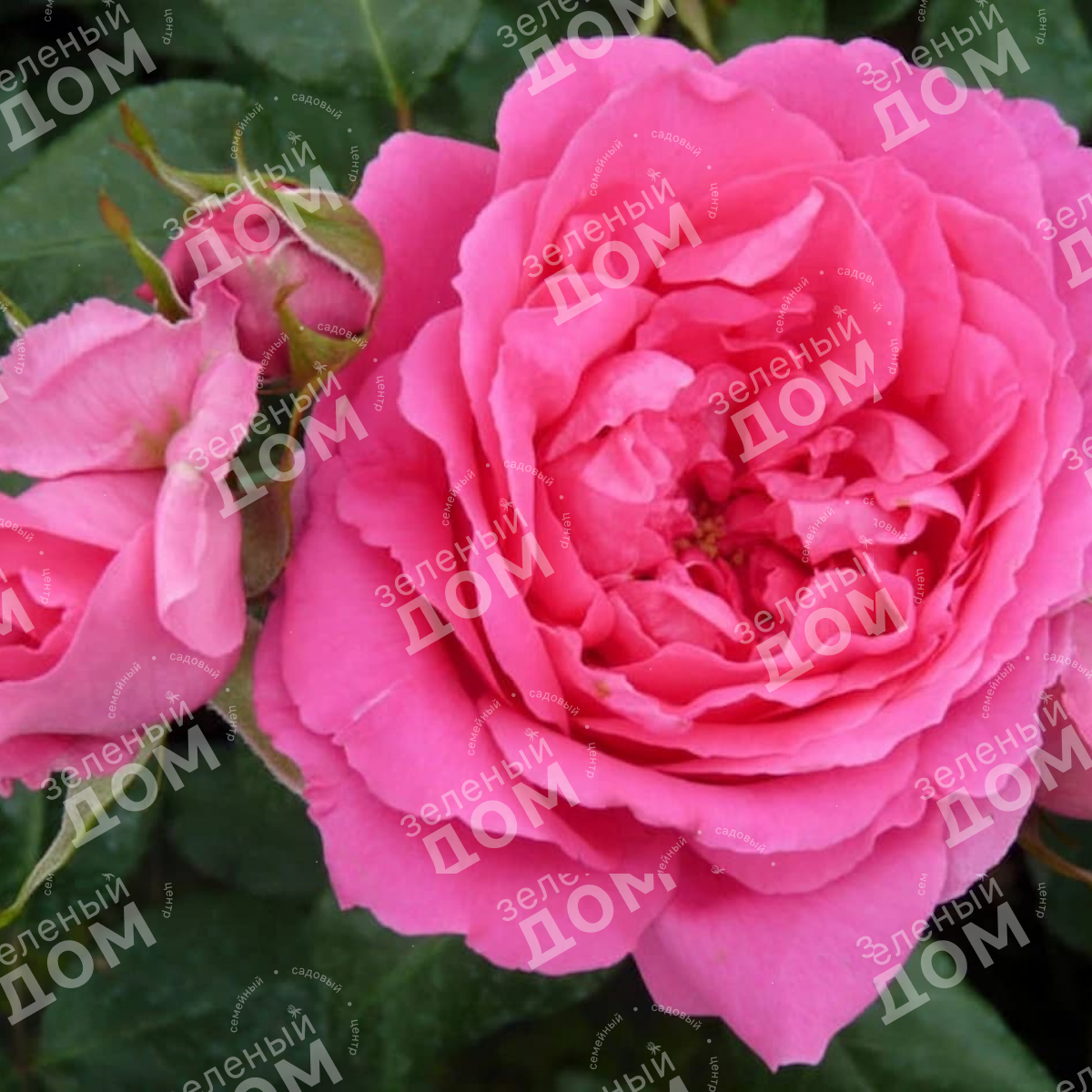 Роза плетистая Pink Cloud в питомнике растений Зеленый дом