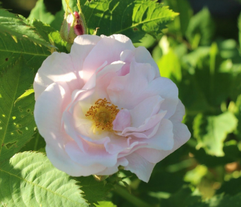 Роза морщинистая Wild Pearl